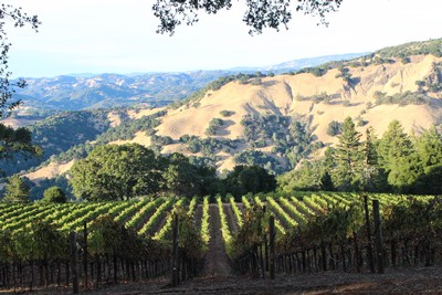 Westphall Vineyard Tour